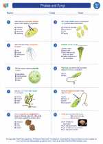 Protist worksheet middle school