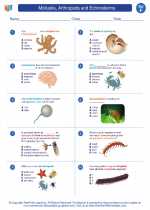 Comparing Echinodermata And Mollusca