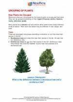 Science - Third Grade - Study Guide: Grouping of Plants