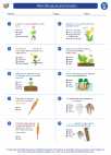 Science - Fourth Grade - Worksheet: Plant Structure and function