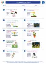Science - Fourth Grade - Worksheet: Food webs/food chains