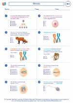 Biology - High School - Worksheet: Meiosis