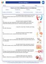 Biology - High School - Vocabulary: Human biology I