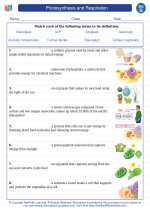 Science - Seventh Grade - Vocabulary: Photosynthesis and Respiration