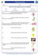 Science - Fifth Grade - Vocabulary: Flowers and seeds