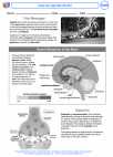 Health ED -  - Activity Lesson: How do Opioids Work?